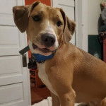 Un Mountain Cur regardant vers la caméra et portant un collier autour du cou