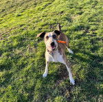 Un Mountain Cur sur un terrain herbeux et portant un collier autour du cou