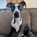 Un Mountain Cur assis sur un canapé et semblant détendu 