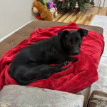 Un Mountain Cur allongé sur un lit pour chien et regardant vers la caméra 