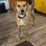 Un Mountain Cur sur un plancher et portant un collier autour du cou