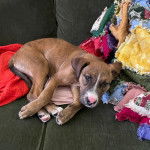 Un Mountain Cur allongé sur un canpé et regardant vers la caméra