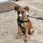 Un Mountain Cur assis sur une surface bétonnée et qui est tenu en laisse 