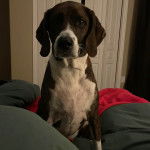 Un Mountain Cur assis sur un lit et semblant détendu 