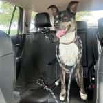 Un Mountain Cur tirant la langue et qui est tenu en laisse 