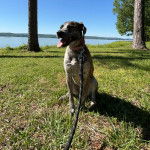 Un Mountain Cur assis sur un terrain herbeux et qui est tenu en laisse