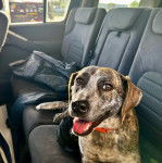 Un Mountain Cur allongé sur le siège d'une voiture et ayant la gueule légèrement ouverte 