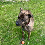 Un Mountain Cur sur un terrain herbeux et qui est tenu en laisse 