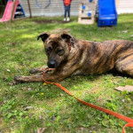 Un Mountain Cur allongé sur un terrain gazonnée et qui est tenu en laisse