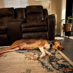 Un Mountain Cur allongé sur un tapis et portant un collier autour du cou