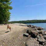 Un Mountain Cur courant sur des gravillons et portant un collier autour du cou