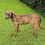 Un Mountain Cur sur une surface gazonnée et semblant détendu 