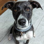 Un Mountain Cur assis sur un sol carrelé et portant un collier autour du cou