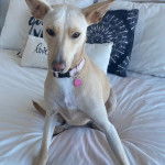 Un Mountain Cur assis sur un lit et portant un collier autour du cou