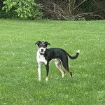 Un Mountain Cur sur une surface gazonnée et portant un collier autour du cou
