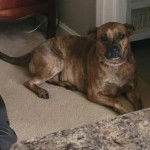 Un Mountain Cur allongé sur une moquette et portant un collier autour du cou