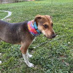 Un Mountain Cur sur un terrain herbeux et portant un collier autour du cou