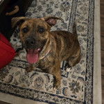 Un Mountain Cur assis sur un tapis et portant un collier autour du cou