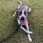 Un Mountain Cur ayant la langue pendante et qui est tenu en laisse 