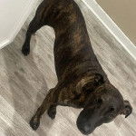 Un Mountain Cur sur un plancher et regardant vers la caméra 