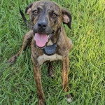 Un Mountain Cur assis sur une surface gazonnée et portant un harnais 