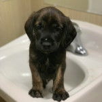Un chiot Mountain Cur assis sur un lavabo et regardant vers la caméra
