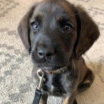 Un chiot Mountain Cur assis sur une moquette et qui est tenu en laisse 