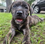 Un chiot Mountain Cur allongé sur un terrain herbeux et semblant détendu 