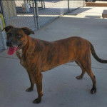 Un Mountain Cur sur une surface bétonnée et tirant la langue 