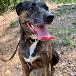 Un Mountain Cur tirant la langue et qui est tenu en laisse 