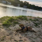 Un Mountain Cur allongé sur une berge et portant un harnais 