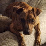 Un Mountain Cur allongé sur un canapé et regardant vers la caméra 