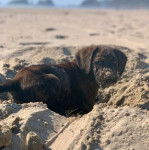 Un chiot Mountain Cur sur une surface sableuse et regardant vers la caméra 