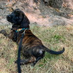 Un Mountain Cur allongé sur un terrain herbeux et qui est tenu en laisse 