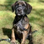 Un chiot Mountain Cur assis sur un terrain herbeux et qui est tenu en laisse 