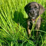 Un chiot Mountain Cur assis sur une surface herbacée et qui est tenu en laisse