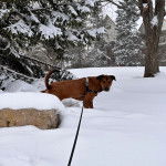 Un Mountain Cur sur une surface enneigée et qui est tenu en laisse