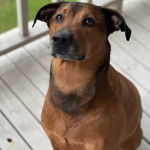 Un Mountain Cur assis sur un plancher et semblant détendu