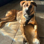 Un Mountain Cur allongé sur un sol carrelé et portant un harnais 