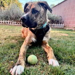 Un Mountain Cur allongé sur un terrain herbeux et portant un harnais 