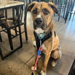 Un Mountain Cur assis dans un restaurant et qui est tenu en laisse 