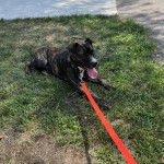 Un Mountain Cur tirant la langue et qui est tenu en laisse 