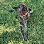 Un Mountain Cur allongé sur un terrain herbeux et portant un collier autour du cou