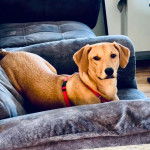 Un Mountain Cur allongé sur un canapé et portant un collier autour du cou