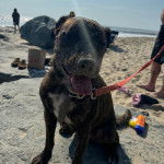 Un Mountain Cur assis sur une surface sableuse et qui est tenu en laisse 