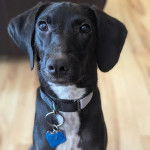 Un Mountain Cur assis sur un plancher et portant un collier autour du cou