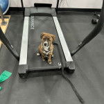 Un Mountain Cur assis sur un tapis de course et qui est tenu en laisse 