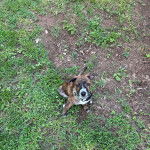Un Mountain Cur assis sur une surface herbacée et portant un collier autour du cou