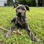 Un Mountain Cur allongé sur une surface gazonnée et semblant détendu