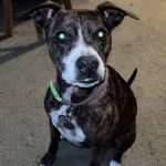 Un Mountain Cur assis sur une moquette et portant un collier autour du cou